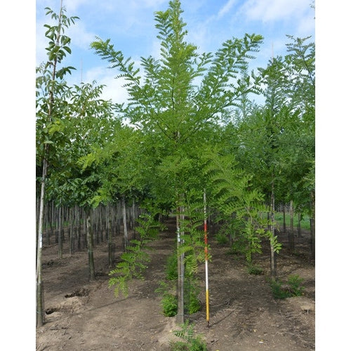 Pagodipuu - Sophora japonica - Rungon ympärysmitta 20-25 cm, korkeus 4-4,5 metriä, HS,