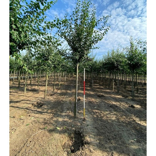 Luumu - Prunus domestica &