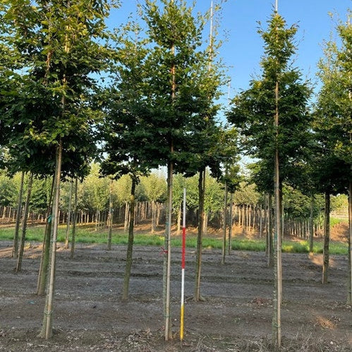 Buki - Fagus sylvatica - Rungon ympärys 20-25 cm, korkeus 4-4,5 metriä, HS,