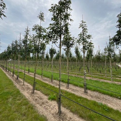 Mannaask - Fraxinus ornus &