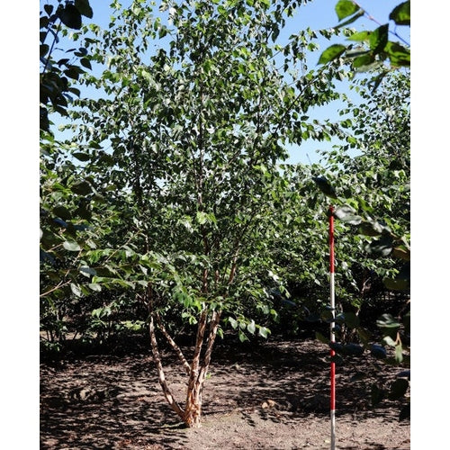 Musta koivu - Betula nigra 400-450 MS COCO
