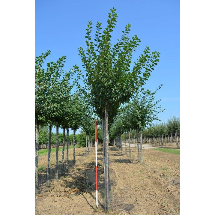 Luumu - Prunus domestica &