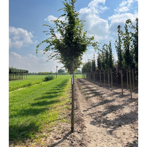 Avenbok - Carpinus betulus 12-14 HS,