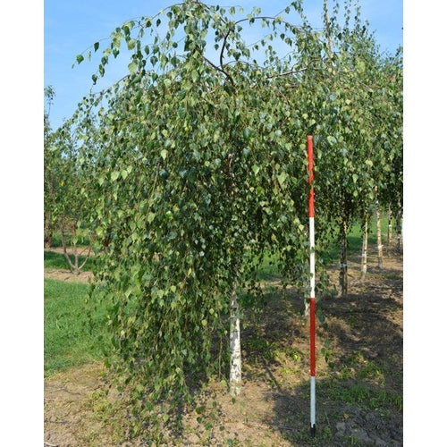 Tervaleppä - Betula pendula &
