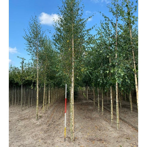 Rippipaju - Betula pendula - Rungon ympärysmitta 14-16 cm, korkeus 3,5-4 metriä, HS,