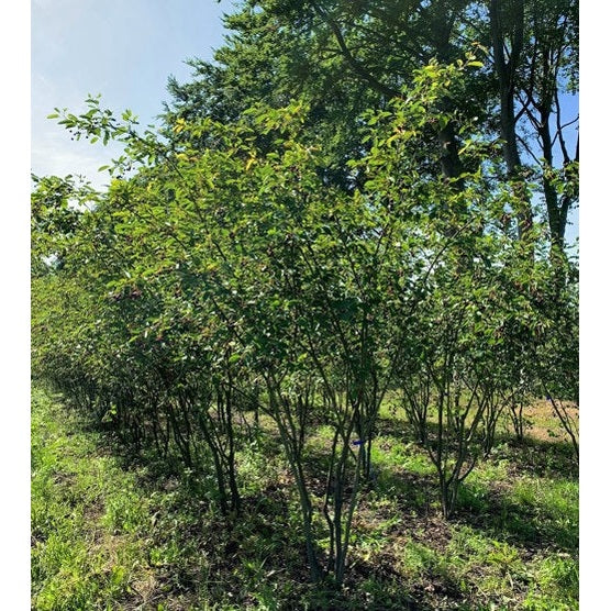 Prakthäggmispel - Amelanchier lamarckii 350-400 MS