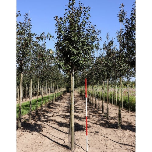 Koristeomenapuu - Malus &