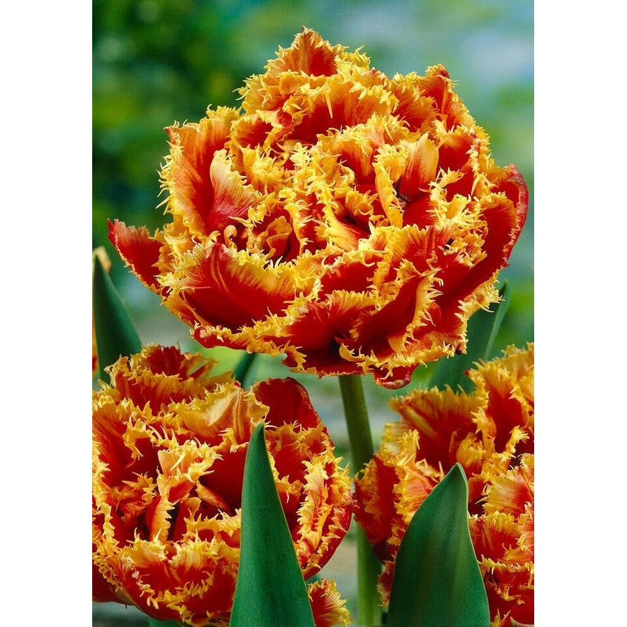 Tulppaani Gold Dust (premium) 7-pakkaus