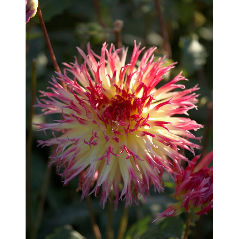 Dahlia Kaktus Lindsey Michelle 1-paketti UUTUUS