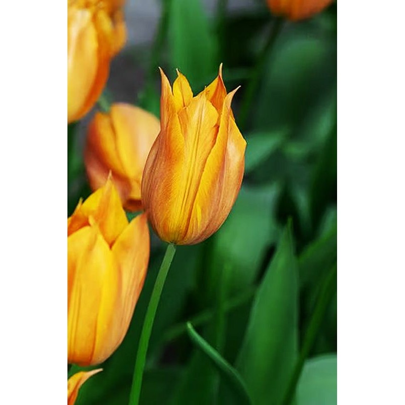 Tulppaani Triumph Pyyntö 10-pakkaus (UUTUUS)