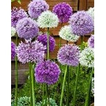 Allium Mix 15-pakkaus