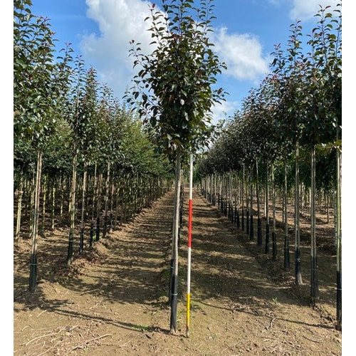 Vildapel - Malus &