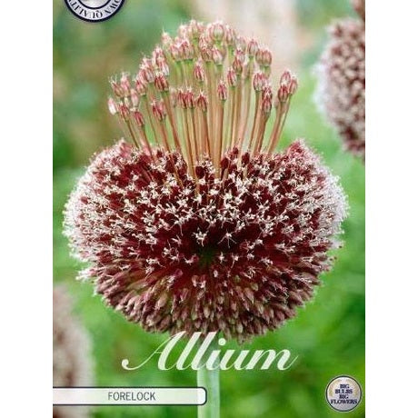 Allium &