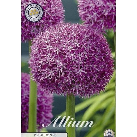 Allium &
