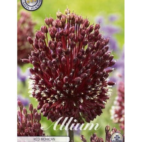 Allium &