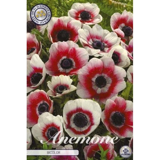 Bukettanemon-Anemone Coronaria &