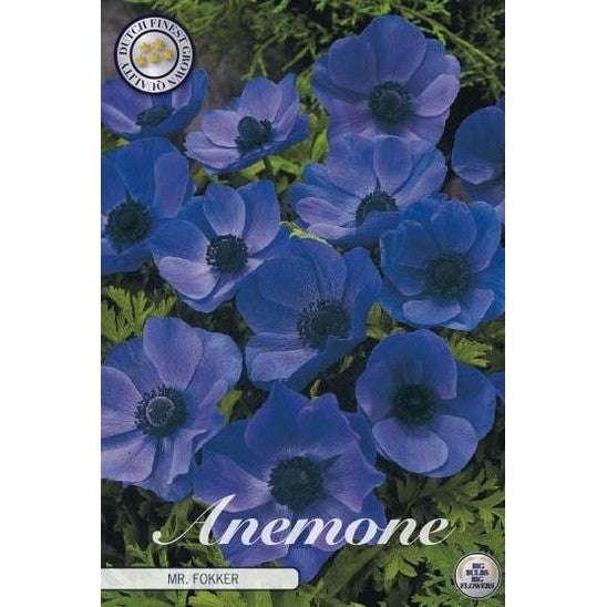 Bukettanemon-Anemone Coronaria &
