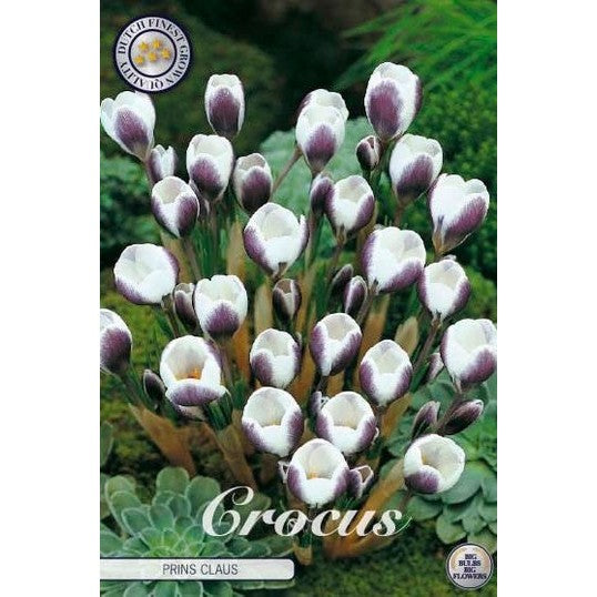 Bägarkrokus-Crocus Chrysanthus &