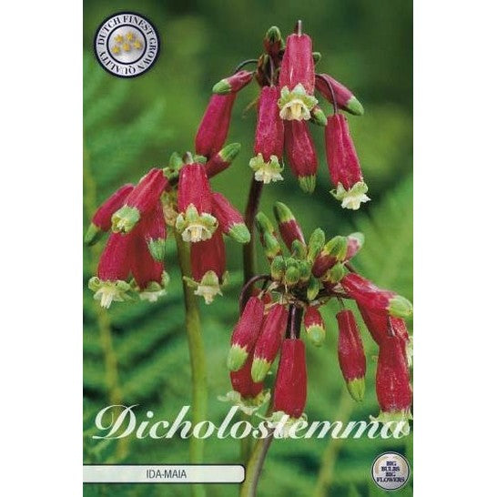 Indianhyacint-Dicholostemma &