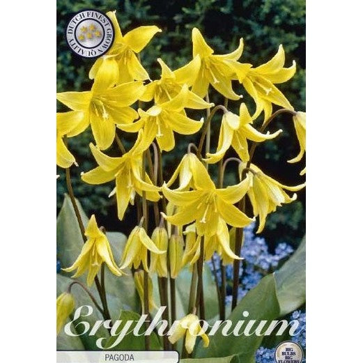 Hundtandslilja Pagoda 1-pack