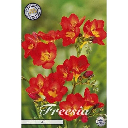 Freesia &