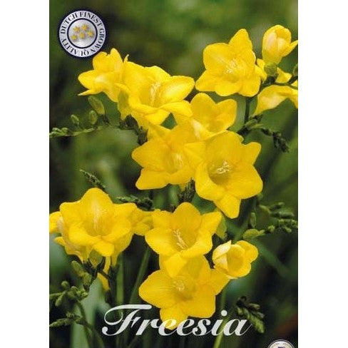 Freesia &
