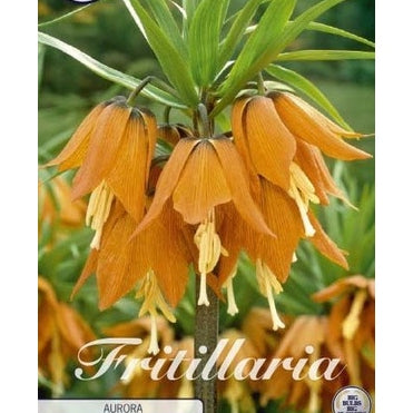 Kejsarkrona-Fritillaria imperialis &