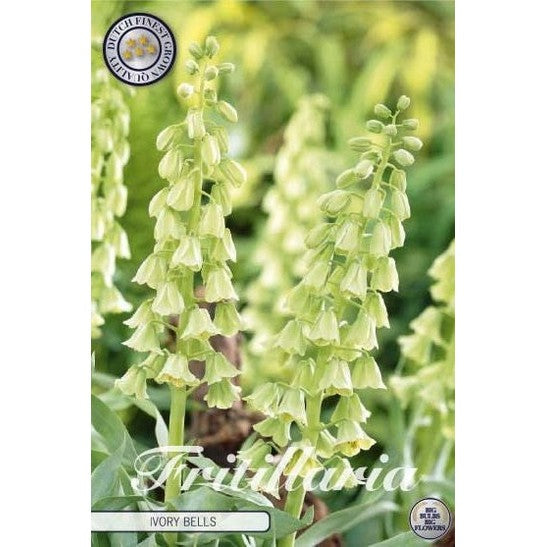 Klocklilja-Fritillaria persica &