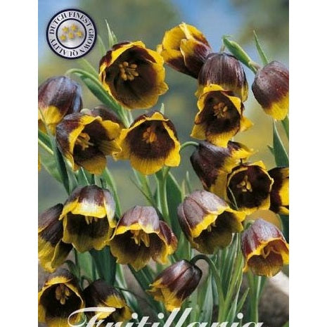 Grå klocklilja-Fritillaria Uva vulpis &