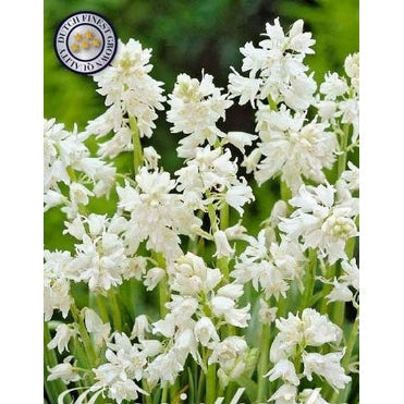 Spansk klockhyacint-Hyacinthoides hispanica White 10-pack