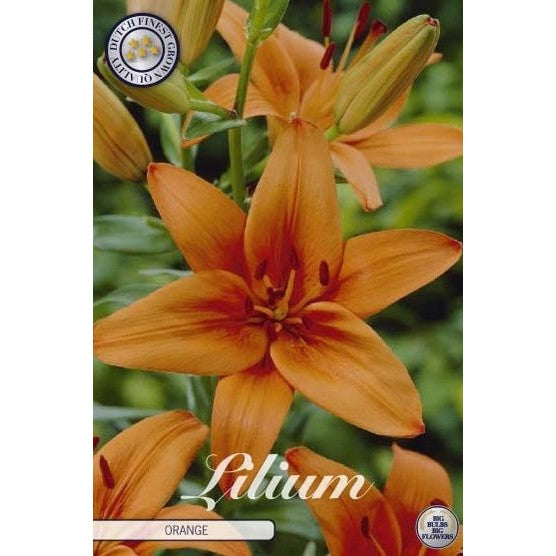 Asiatlilja-Lilium asiatic &