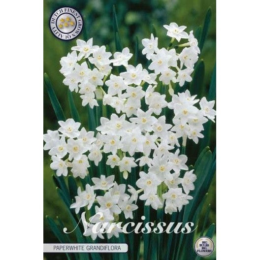 Narcissus Paperwhite Grandiflora 5-pack