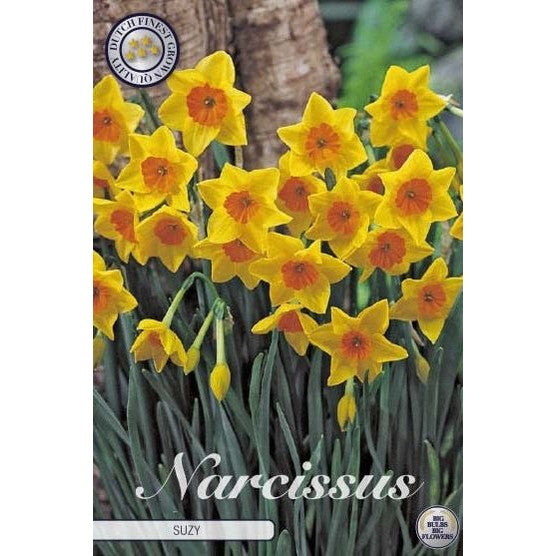 Narcissus Suzy 5-pack