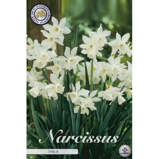 Narcissus Thalia 7-pack