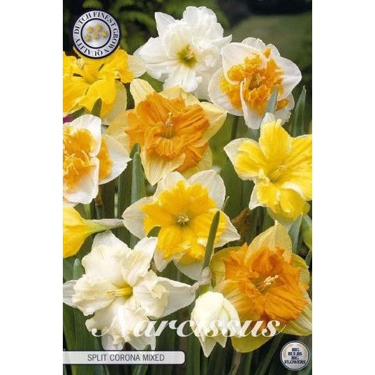 Narcissus Splitcrown Mixed 5-pack