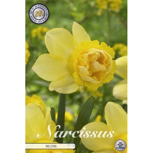 Narcissus Milena 5-pack