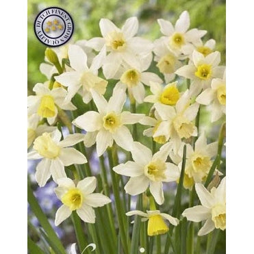 Narcissus Sailboat 10-pack