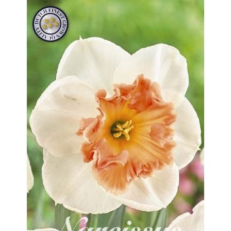 Narcissus Precocious 5-pack