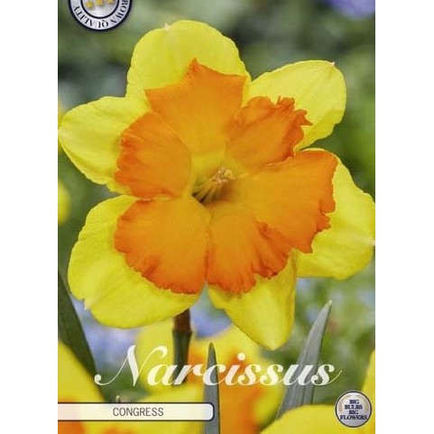 Narcissus Congress 5-pack