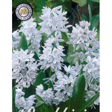 Porslinshyacint-Puschkinia Libanotica &