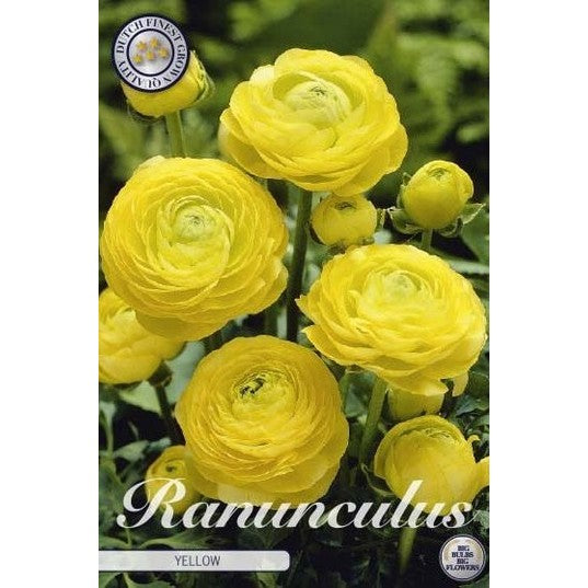 Bukettranunkel-Ranunculus asiaticus &