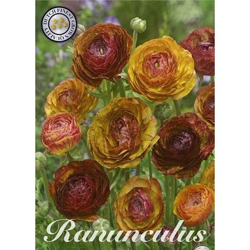 Bukettranunkel-Ranunculus asiaticus &