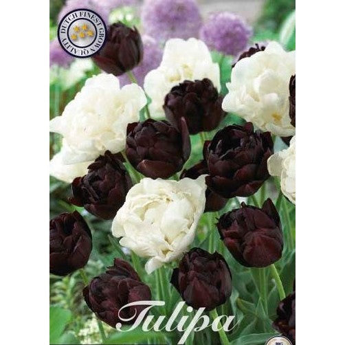 Tulpan Charming 10-pack