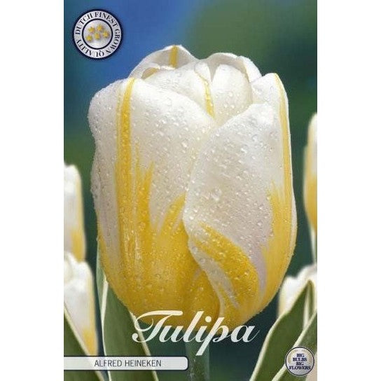 Tulpan Alfred Heineken 10-pack