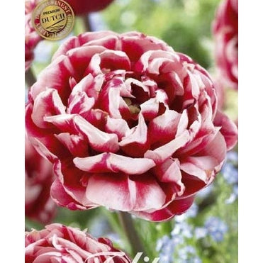 Tulpan Drumline (premium) 7-pack