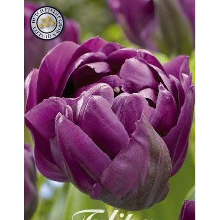 Tulpan Negrita Double 7-pack