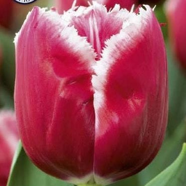 Tulpan Canasta 7-pack