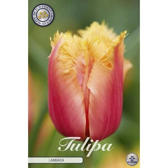 Tulpan &