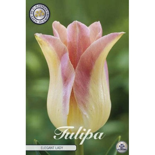 Tulpan &