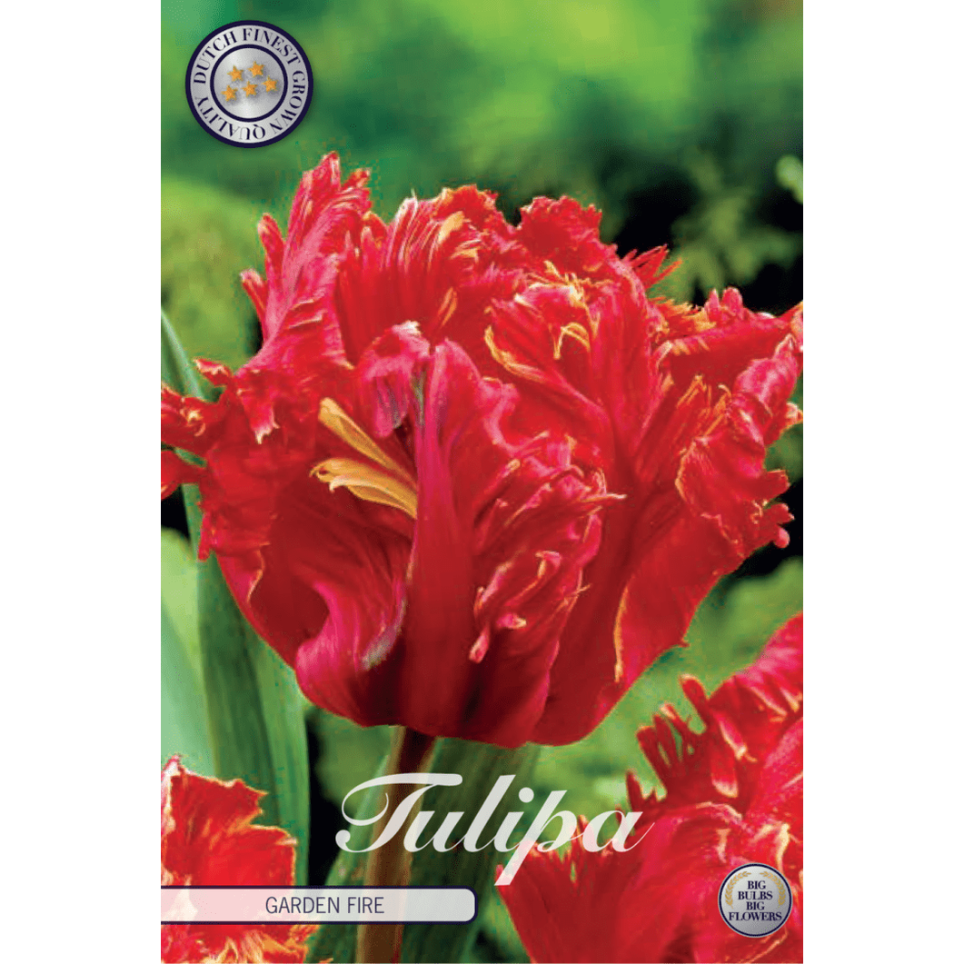 Tulpan Garden Fire 7-pack